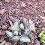 Миниатюра к http://Adromischus