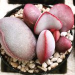 Миниатюра к http://Adromischus%20marianiae