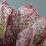 Adromischus trigynus