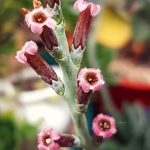 Миниатюра к http://цветы%20adromischus%20cooperi