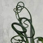 Миниатюра к http://Albuca%20spiralis