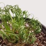 Albuca spiralis logo