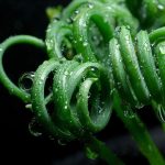 Миниатюра к http://Albuca%20spiralis