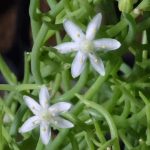 Миниатюра к http://Bowiea%20gariepensis