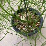 Миниатюра к http://Bowiea%20volubilis