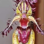 Миниатюра к http://Bulbophyllum%20fascinator