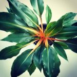 Миниатюра к http://Chlorophytum%20amaniense
