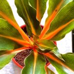 Chlorophytum amaniense