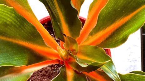 Chlorophytum amaniense