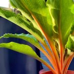 Миниатюра к http://Chlorophytum%20amaniense