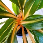 Миниатюра к http://Chlorophytum%20amaniense