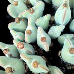 Миниатюра к http://Conophytum%20bilobum