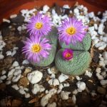 Миниатюра к http://Conophytum%20bolusii