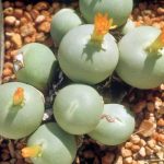 Conophytum calculus