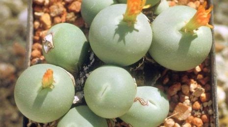 Conophytum calculus