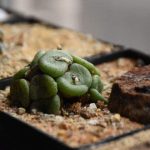 Миниатюра к http://Conophytum%20obcordellum