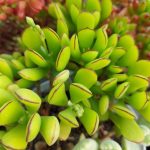 Миниатюра к http://Cotyledon%20eliseae