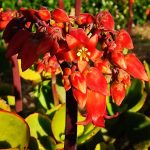Миниатюра к http://Cotyledon%20macrantha