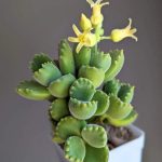 Миниатюра к http://Cotyledon%20tomentosa