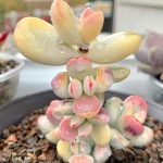 Миниатюра к http://cotyledon%20Orbiculata%20Variegata