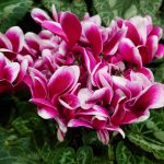 Cyclamen persicum