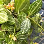 Dischidia ovata