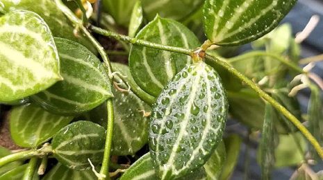 Dischidia ovata