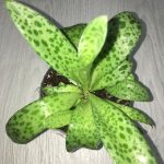 Миниатюра к http://Drimiopsis%20botryoides