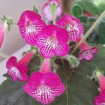 Миниатюра к http://геснерия