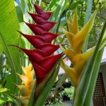 Heliconia caribaea