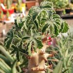 Миниатюра к http://Jatropha%20fissispina
