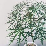Миниатюра к http://Jatropha%20multifida