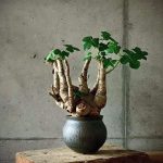 Миниатюра к http://Jatropha%20spicata