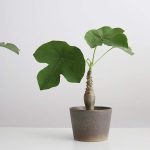 Миниатюра к http://jatropha%20podagrica