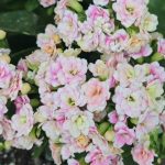 Миниатюра к http://Kalanchoe%20blossfeldiana