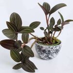 Миниатюра к http://Ludisia%20discolor