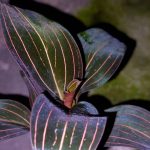 Ludisia discolor
