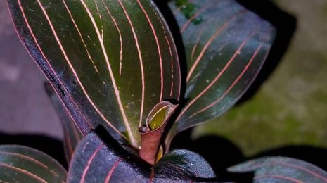 Ludisia discolor