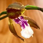 Миниатюра к http://Miltonia%20russelliana
