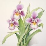 Miltonia russelliana