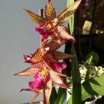 Орхидея Beallara Cambria