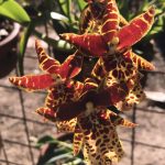Миниатюра к http://Орхидея%20Cambria%20Odontocidium
