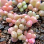Миниатюра к http://Pachyphytum%20Glutinicaule