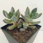 Миниатюра к http://Pachyphytum%20kimnachii