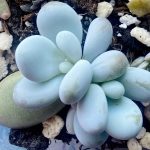 Миниатюра к http://Pachyphytum%20oviferum