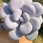Миниатюра к http://Pachyphytum%20oviferum