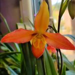 Phragmipedium Sunset Glow