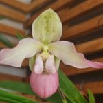 Миниатюра к http://Phragpedium%20cardinale