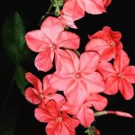 Миниатюра к http://Plumbago