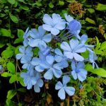 Миниатюра к http://Plumbago